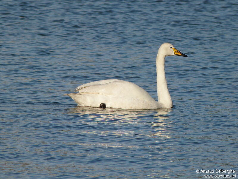 Whooper Swan