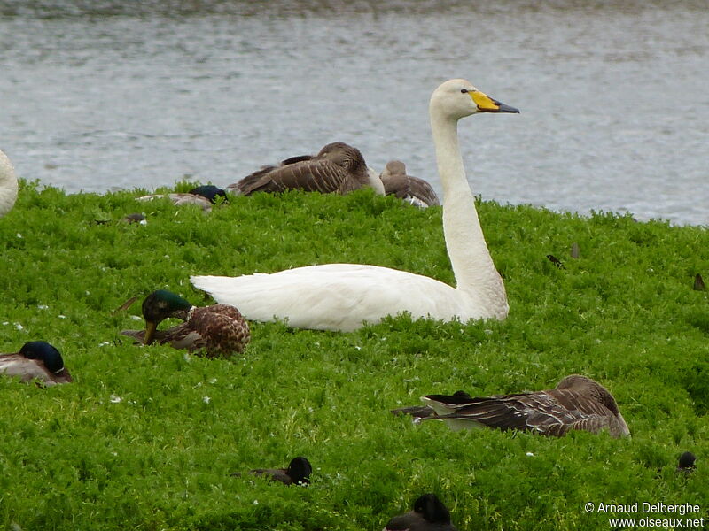 Cygne chanteur