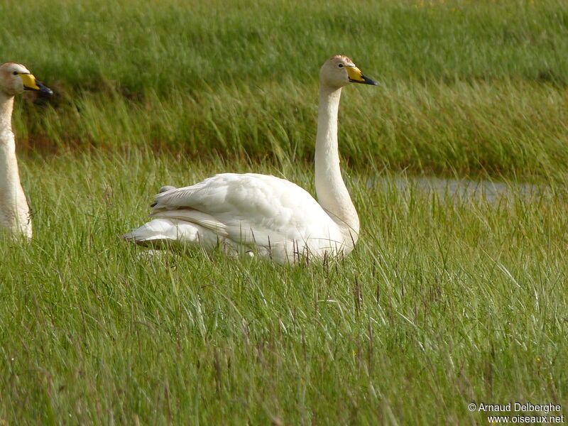 Whooper Swan