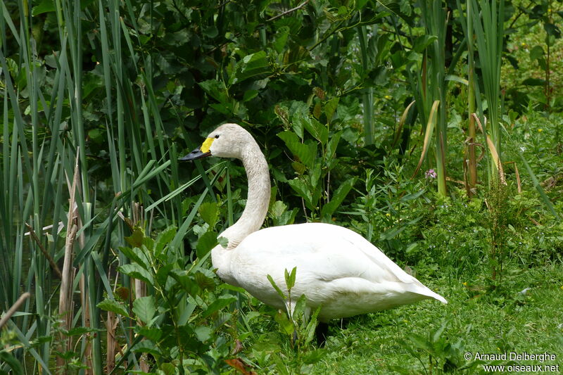 Tundra Swan