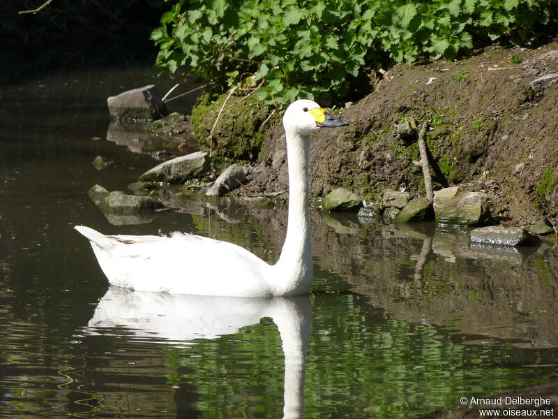 Tundra Swan