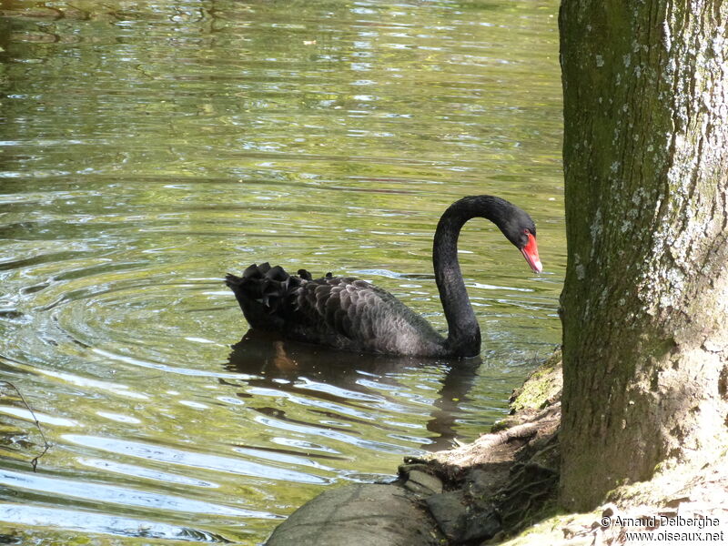 Cygne noir