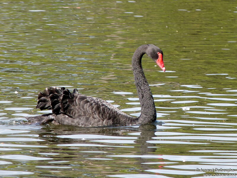 Cygne noir