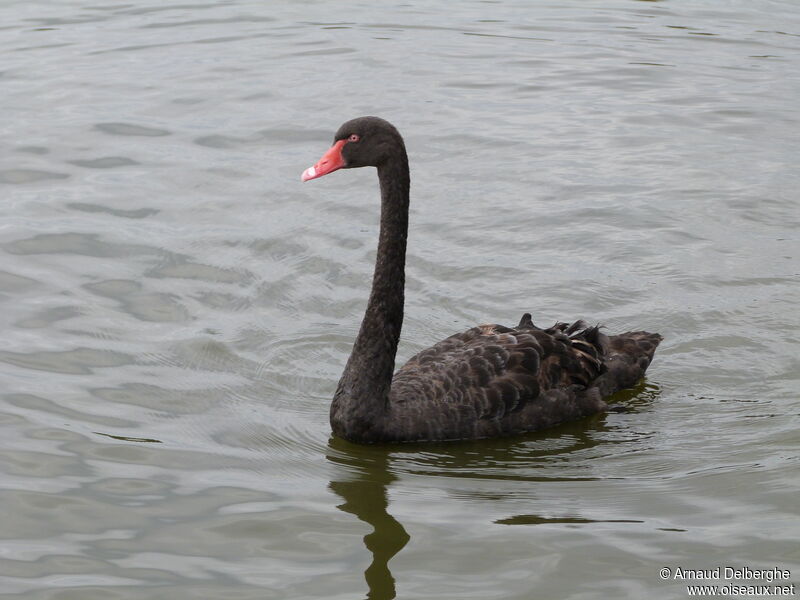 Cygne noir