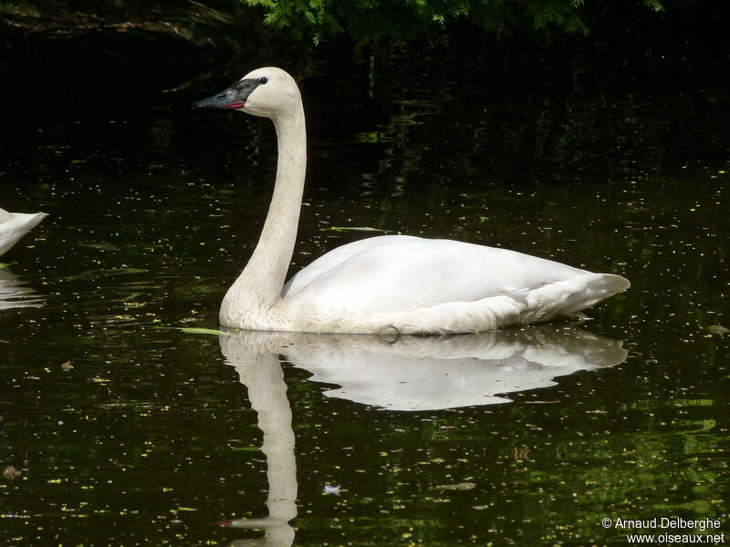 Trumpeter Swan