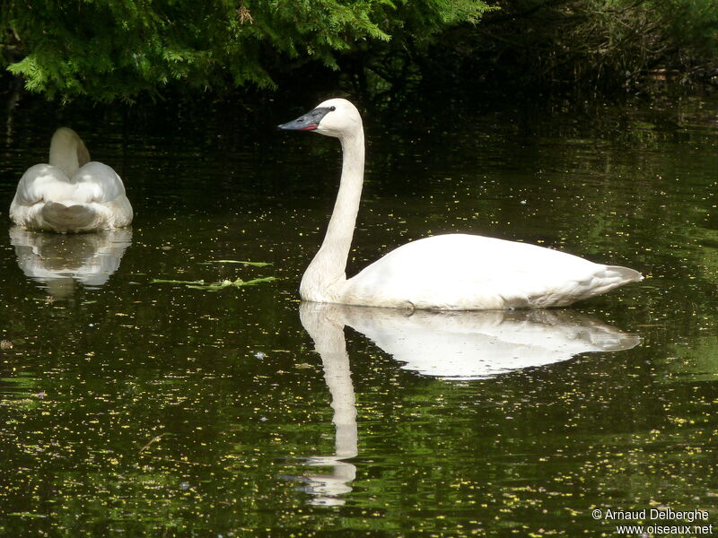 Cygne trompette