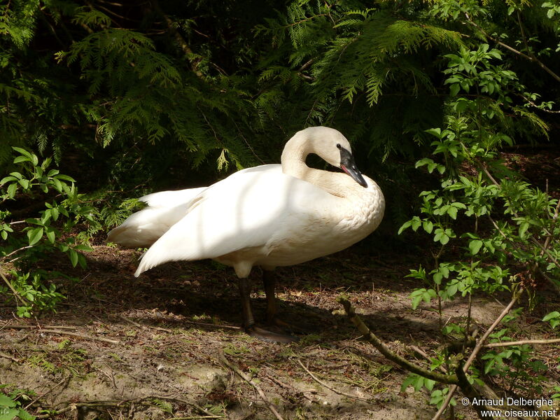 Cygne trompette