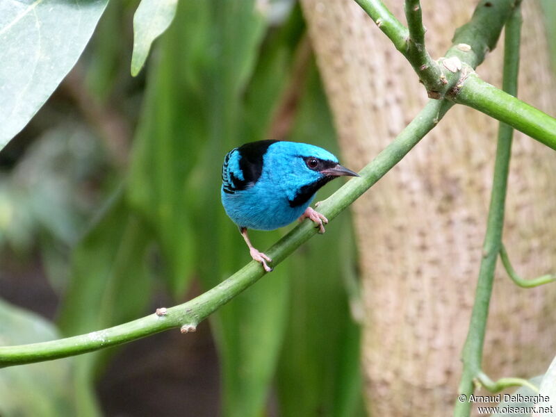 Dacnis bleu