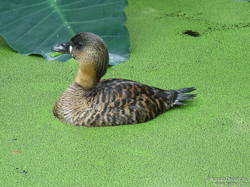 White-backed Duck