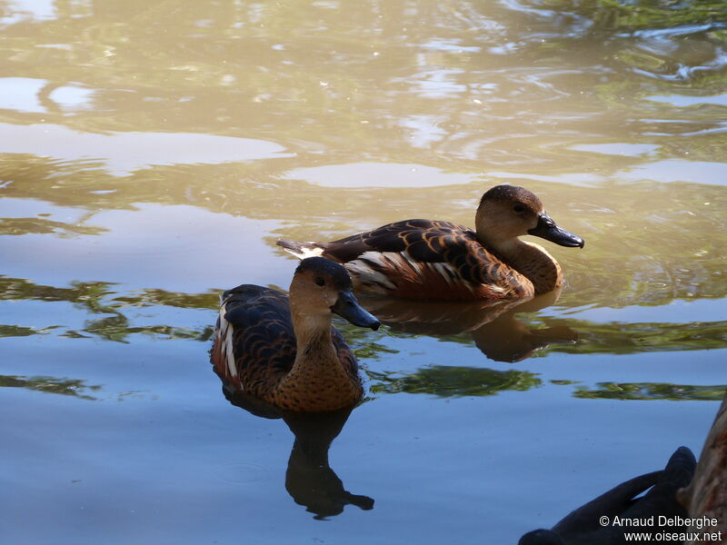 Wandering Whistling Duck