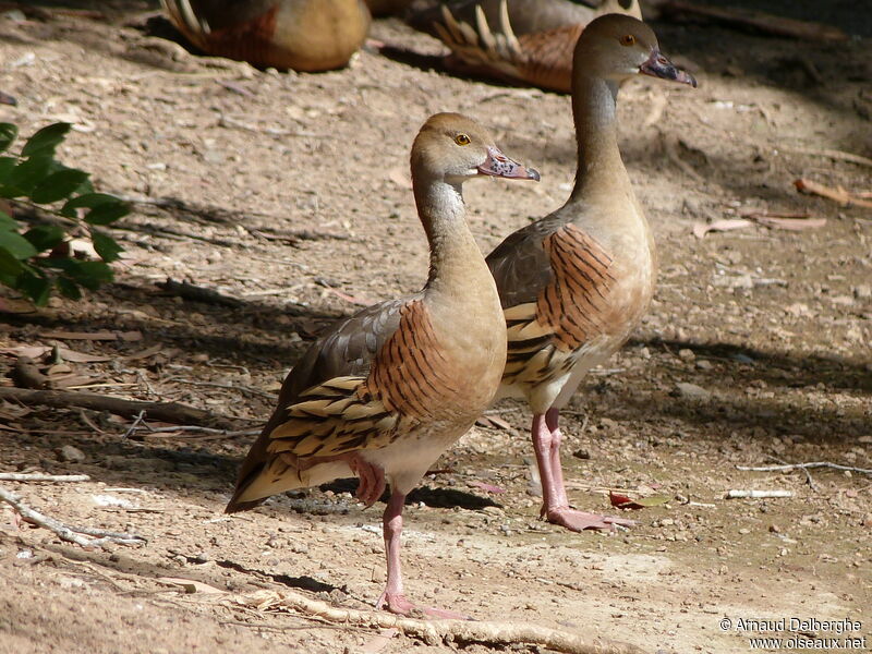 Plumed Whistling Duck