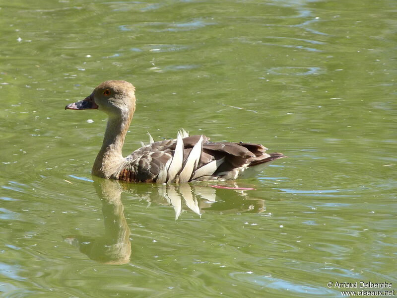 Dendrocygne d'Eyton