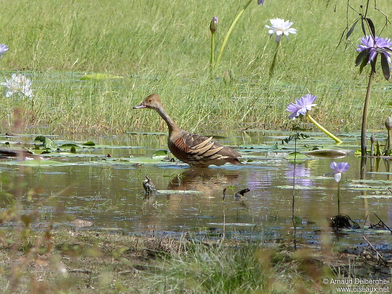 Plumed Whistling Duck