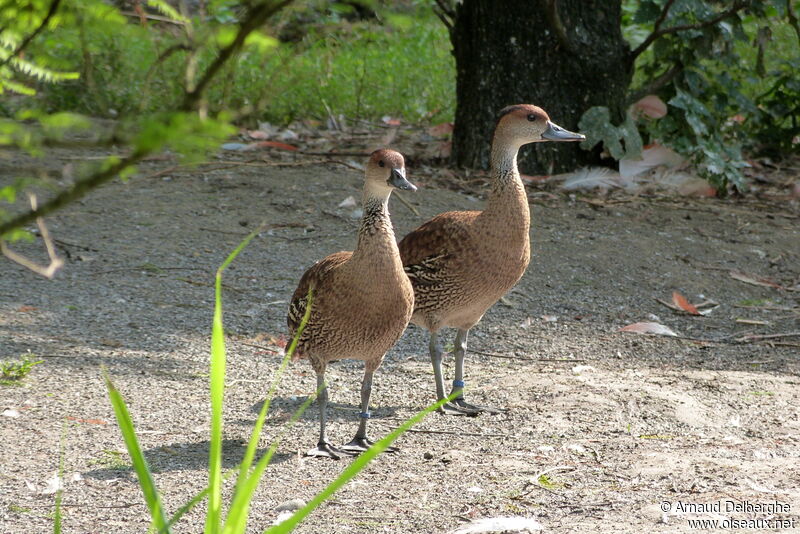 Dendrocygne des Antilles