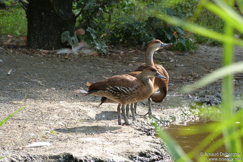 Dendrocygne des Antilles