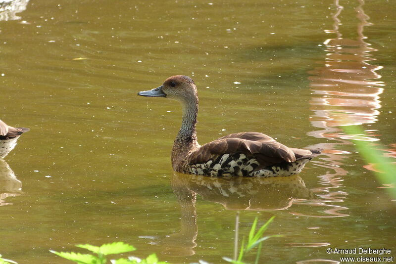 Dendrocygne des Antilles