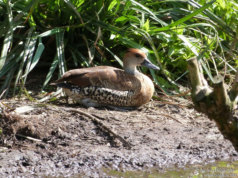 West Indian Whistling Duck