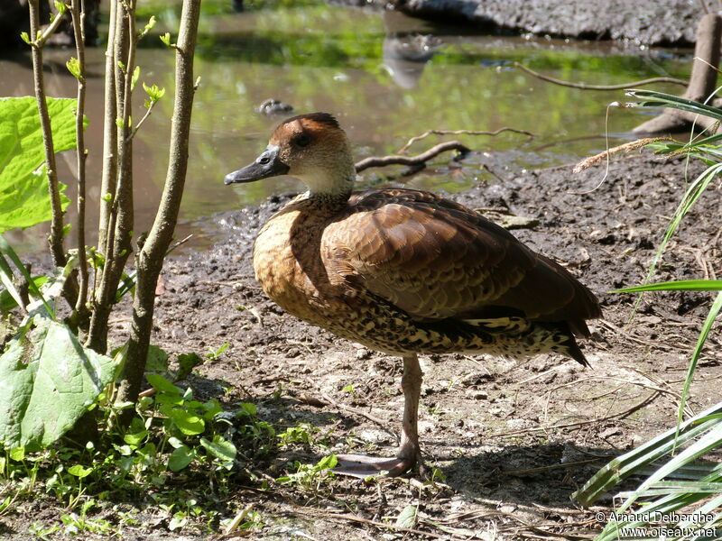 West Indian Whistling Duck