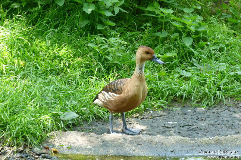 Dendrocygne fauve