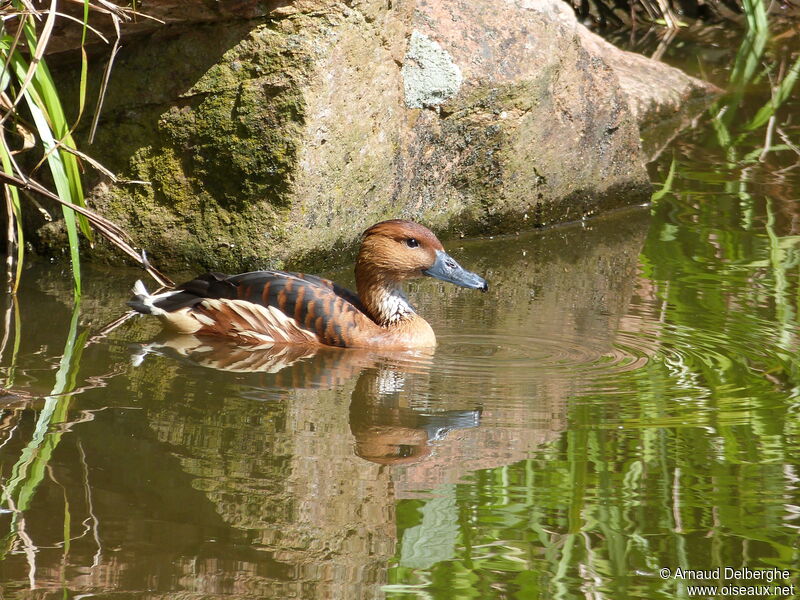 Dendrocygne fauve