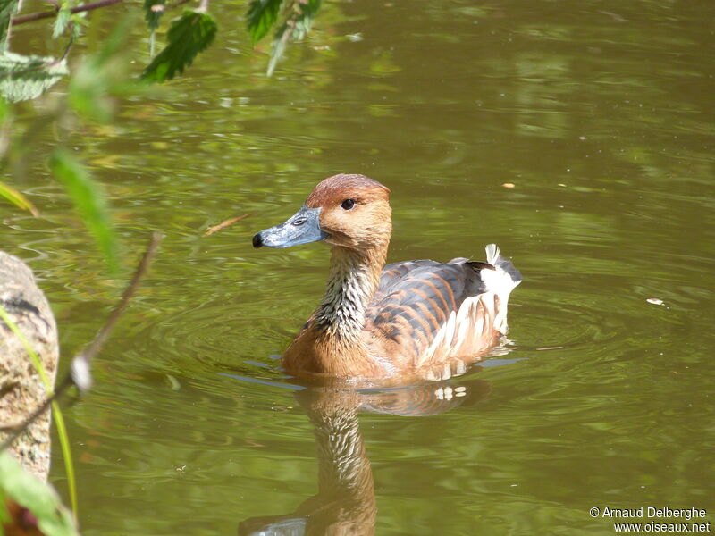 Dendrocygne fauve