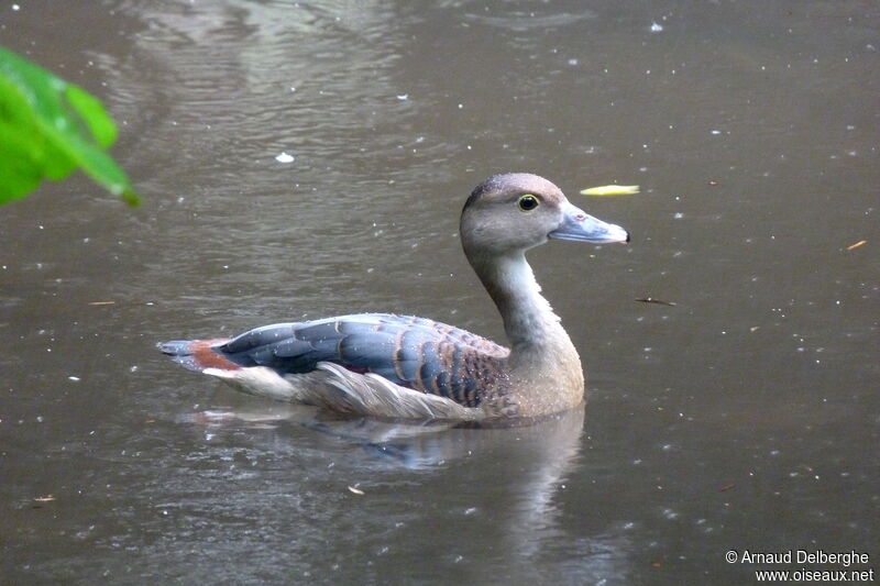 Dendrocygne siffleur