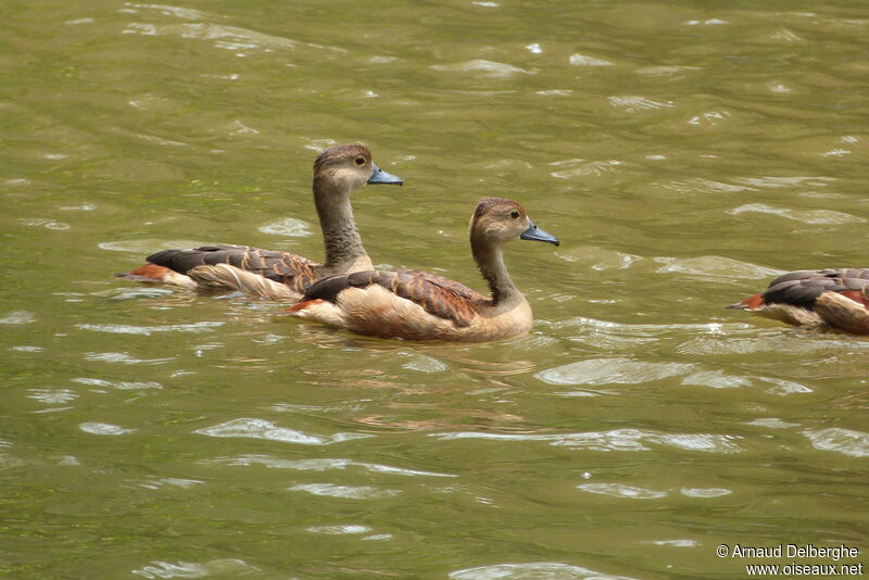 Lesser Whistling Duck