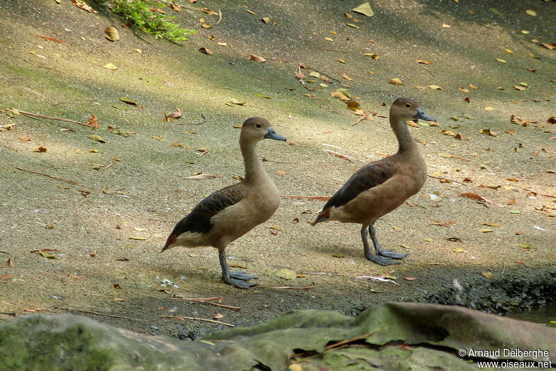 Lesser Whistling Duck