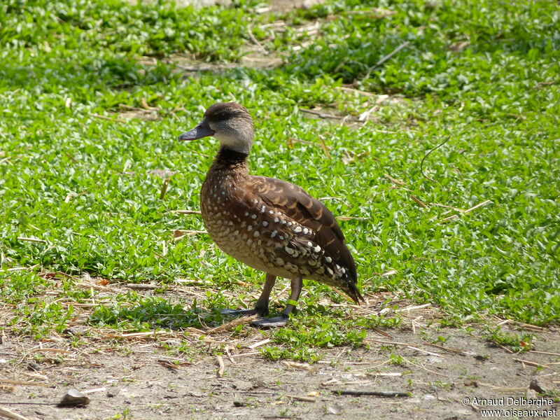 Spotted Whistling Duck