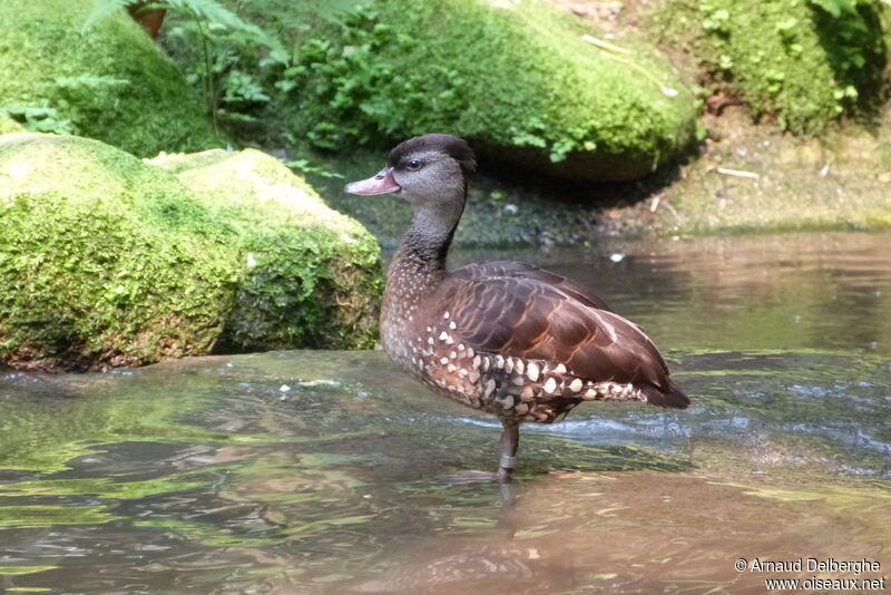 Spotted Whistling Duck