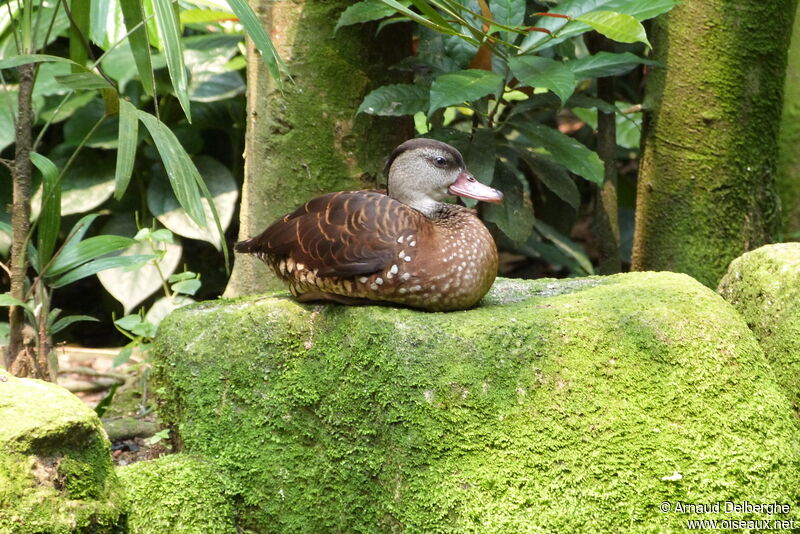 Dendrocygne tacheté