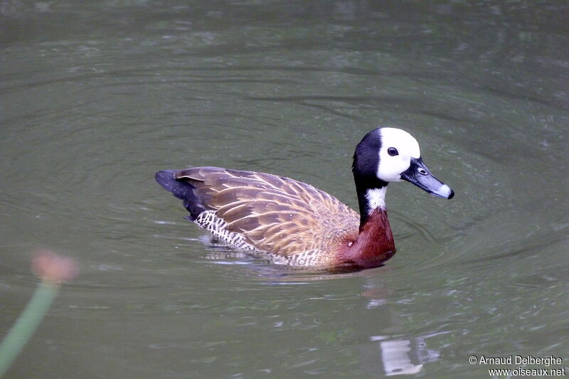 White-faced Whistling Duck