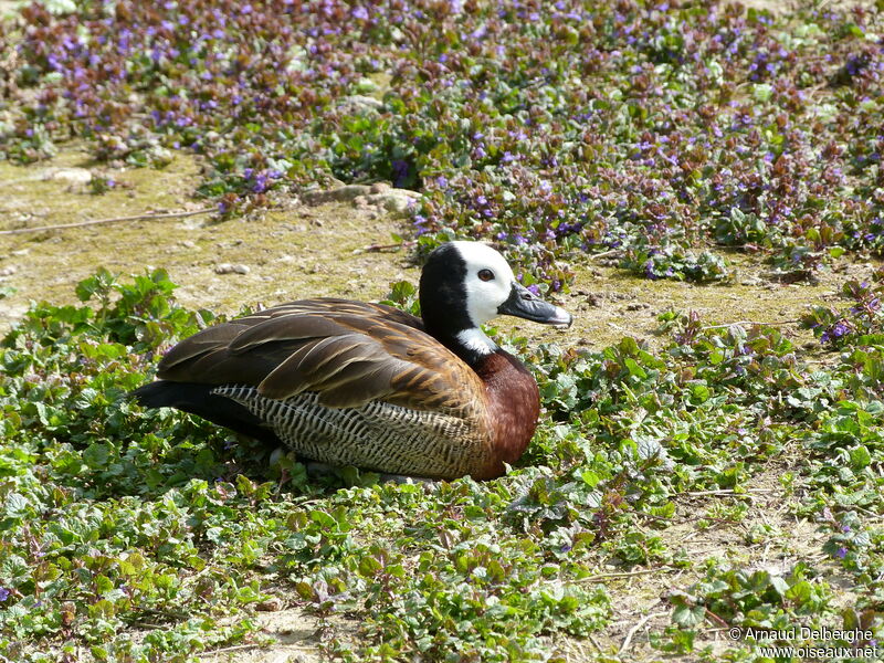 White-faced Whistling Duck