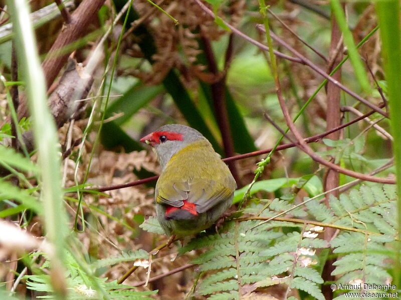 Red-browed Finch