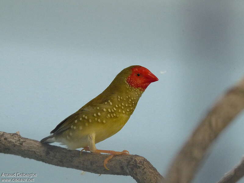 Diamant à queue rousse, portrait