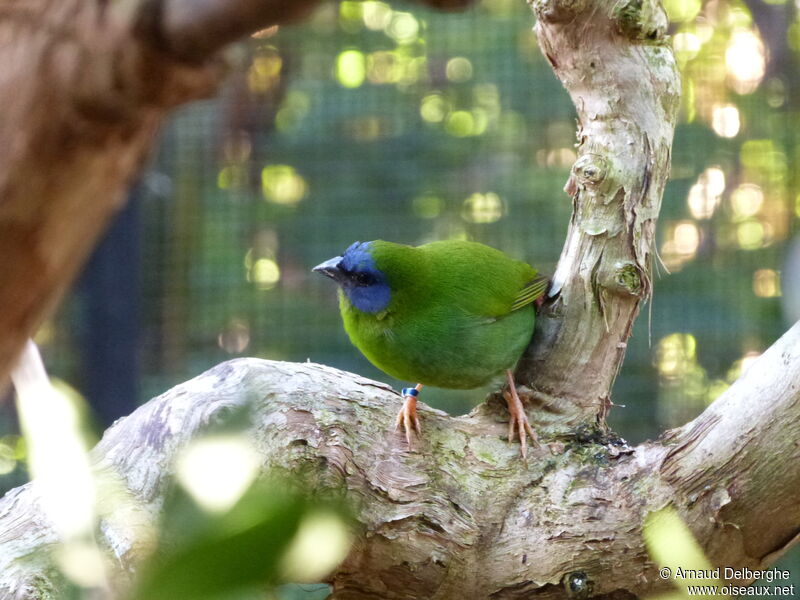 Blue-faced Parrotfinch