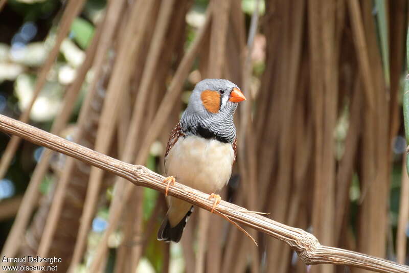 Sunda Zebra Finch male adult, habitat, pigmentation