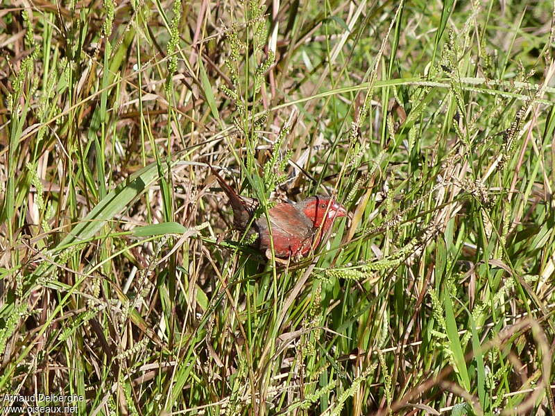 Diamant phaéton mâle adulte, habitat