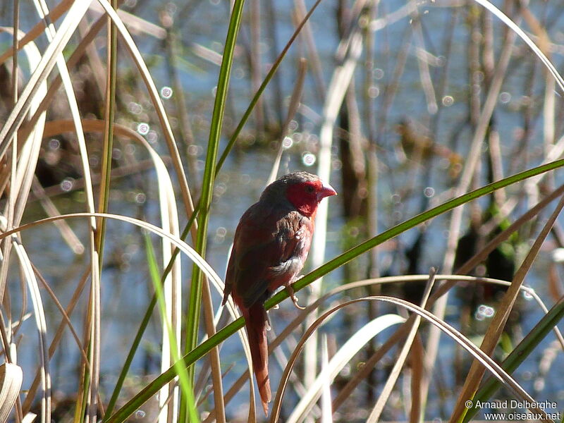 Crimson Finch