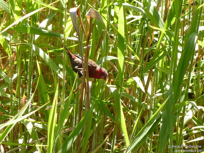 Crimson Finch