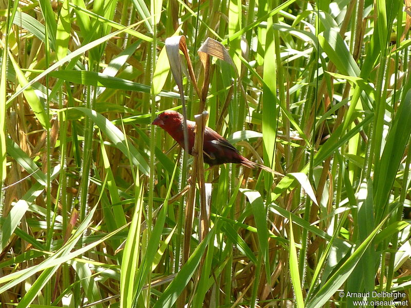 Crimson Finch