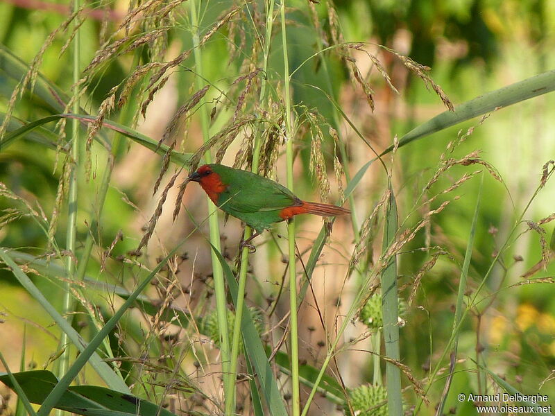 Red-throated Parrotfinch