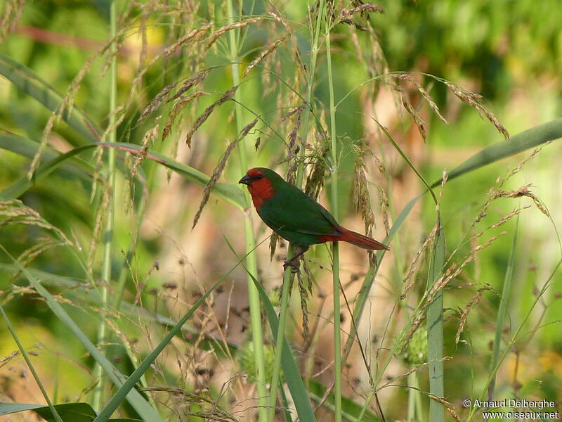 Red-throated Parrotfinch