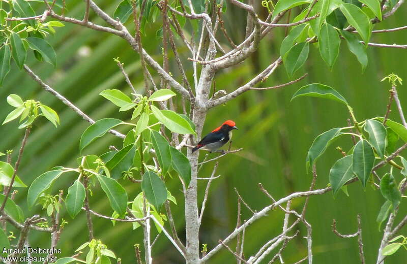 Dicée à dos rouge mâle adulte, habitat