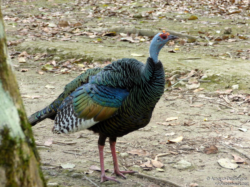 Ocellated Turkey