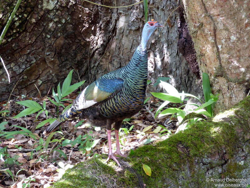 Ocellated Turkey