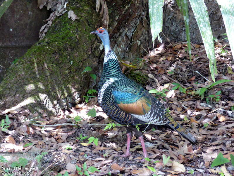 Ocellated Turkey, identification