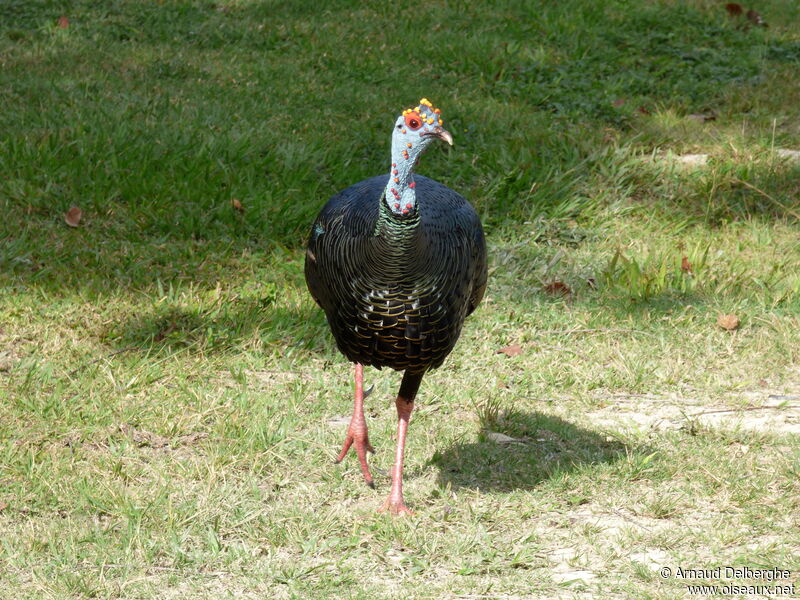 Ocellated Turkey