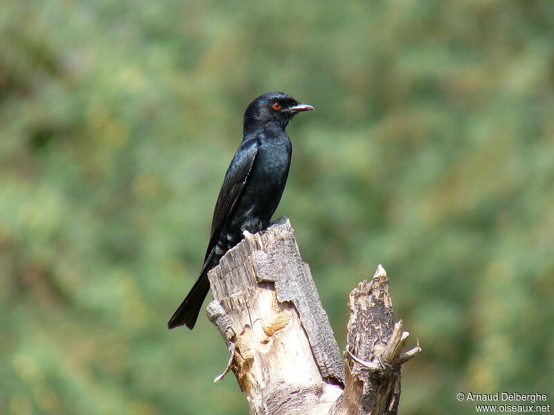 Fork-tailed Drongo