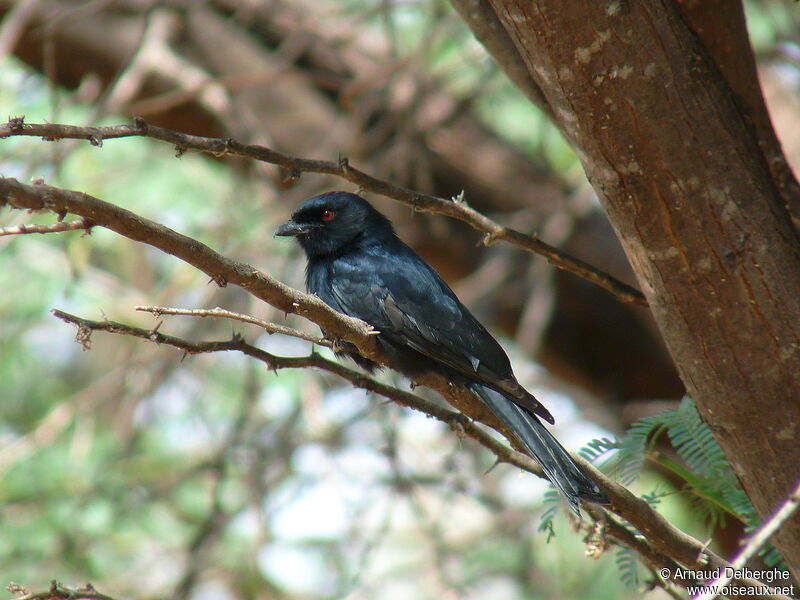 Fork-tailed Drongo